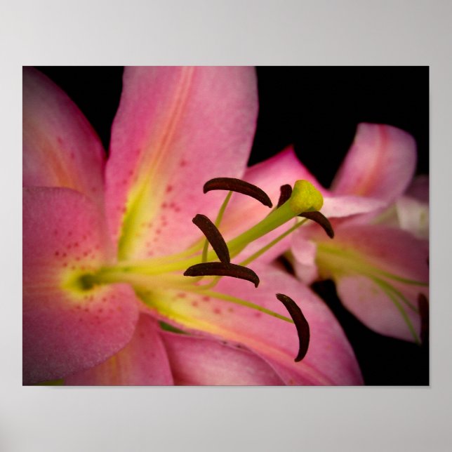 Póster Lirio de Perfección Rosa (Frente)