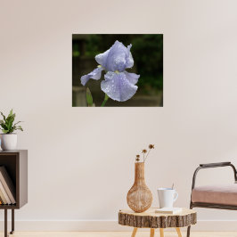 Póster Lirio de Periwinkle con gotas de lluvia