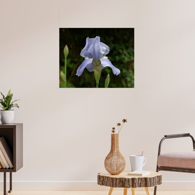 Póster Lirio de Periwinkle con jardín de gotas de lluvia (Salón 3)