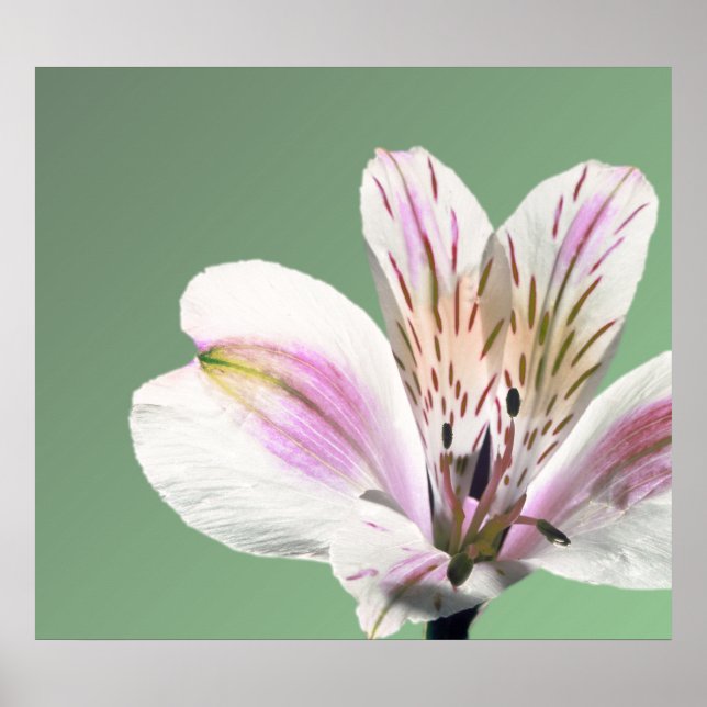 Póster Lirio de trompeta (Frente)