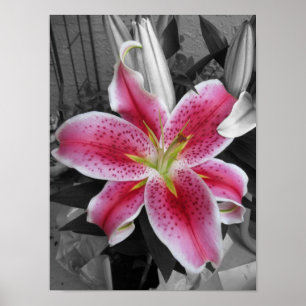 Póster Lirio del Stargazer