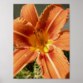 Póster Lirio diurno