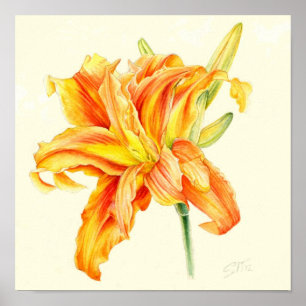 Póster Lirio doble Hemerocallis naranja acuarela