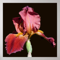 Lirio Flor de Iris con Barba de Cerveza de Raíz