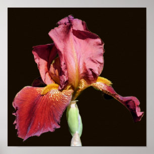 Póster Lirio Flor de Iris con Barba de Cerveza de Raíz 