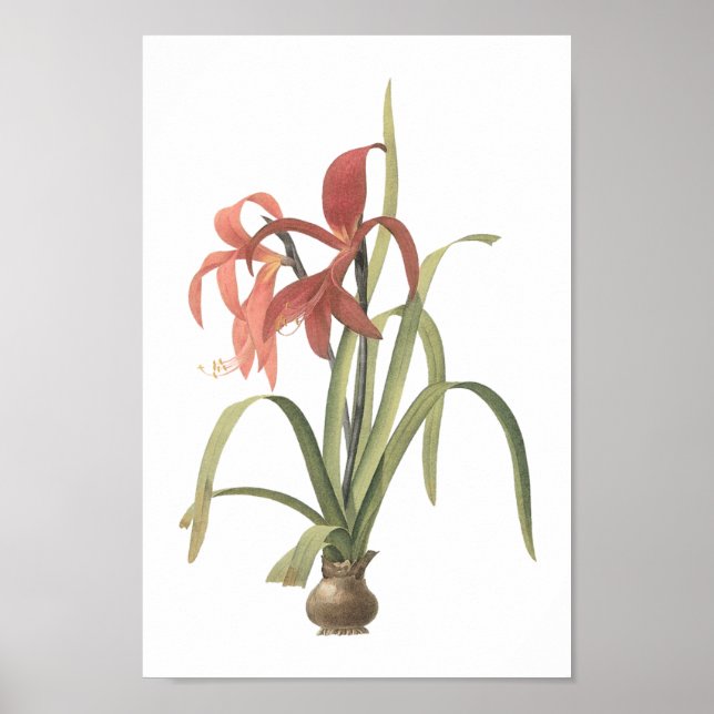 Póster lirio jacobeo (Amaryllis formosissima) de Redouté (Frente)