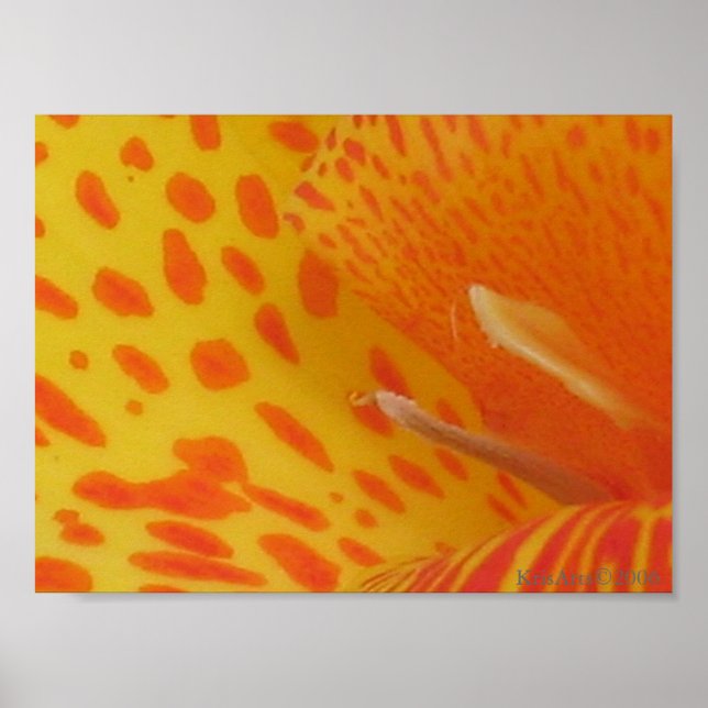 Póster lirio manchado (Frente)