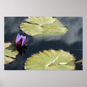 Póster Lirio morado