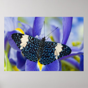 Póster Lirio Morado de Mariposa Tropical