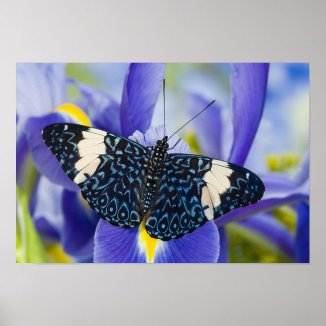 Póster Lirio Morado de Mariposa Tropical (Frente)