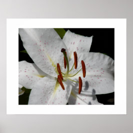 Póster Lirio Oriental Blanco Floral Fotográfico