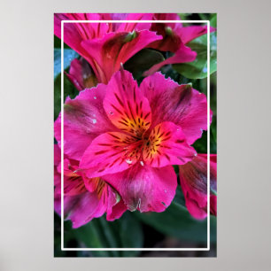 Póster Lirio Peruano Flores Rosadas-79498