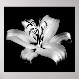 Póster Lirio plateado: Elegancia floral monocroma.