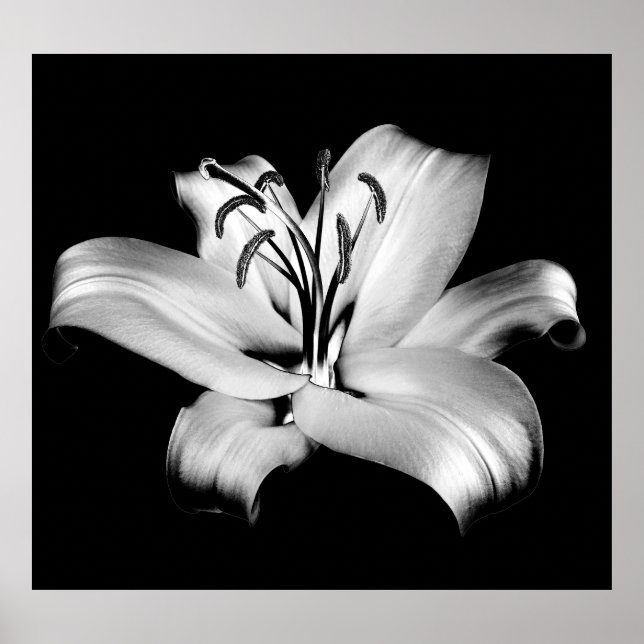 Póster Lirio plateado: Elegancia floral monocroma. (Frente)