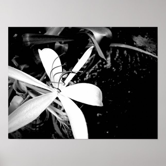 Póster Lirio Pond (Frente)