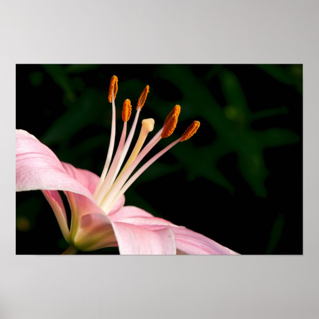 Póster Lirio rosado asiático Closeup (Frente)