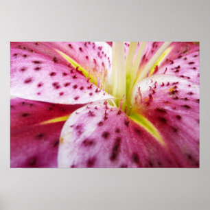 Póster Lirio Stargazer Floral Magenta Brillante