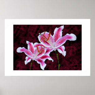 Póster Lirio Stargazer rosa y blanco cierra foto