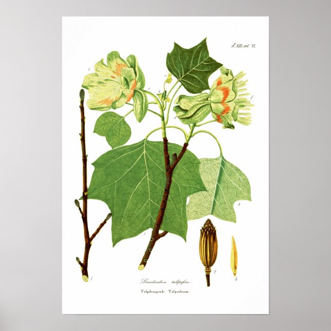 Póster Liriodendron tulipifera (Frente)