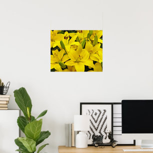 Póster Lirios Asiáticos Amarillos Fotografía Floral