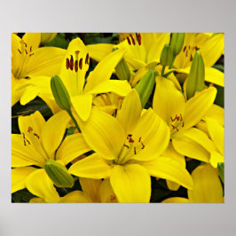 Póster Lirios Asiáticos Amarillos Fotografía Floral
