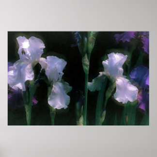 Póster Lirios Blancos a la Luz de la Luna en Flor