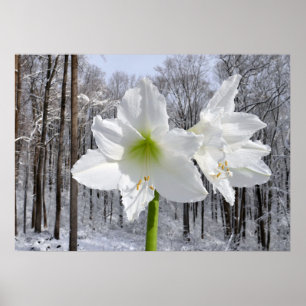 Póster Lirios blancos y nieve I