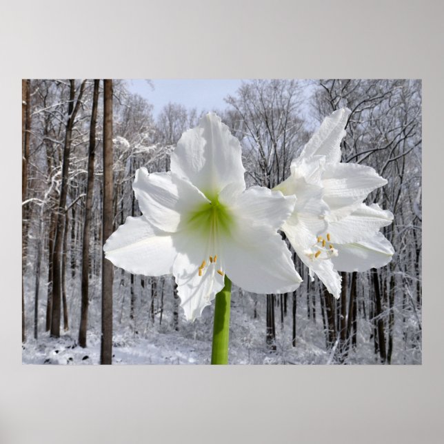 Póster Lirios blancos y nieve I (Frente)