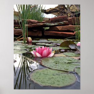 Póster Lirios de Agua Rosados y Fotografía de Reflejos