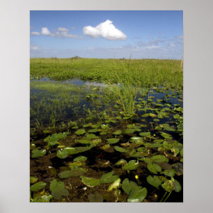Póster Lirios de agua y sawgrass en los Everglades de Flo