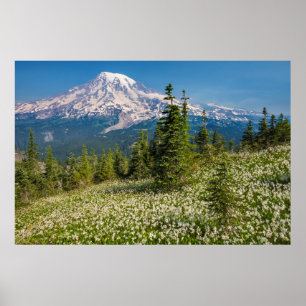 Póster Lirios de avalancha y Monte Rainier