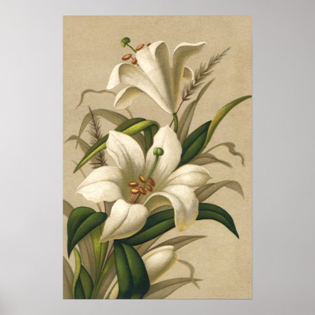 Póster Lirios de Pascua antiguos, flores victorianas en f (Frente)