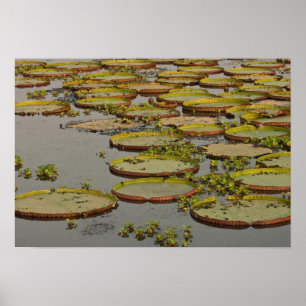 Póster Lirios Gigantes o de Victoria Victoria amazonica,
