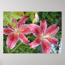 Lirios Stargazer Jardín Floral