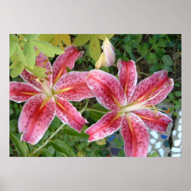 Póster Lirios Stargazer Jardín Floral (Frente)