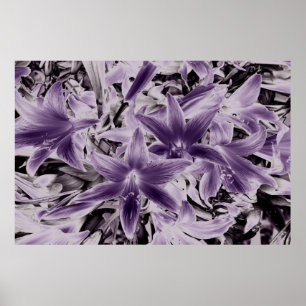 Póster Lirios violetas......