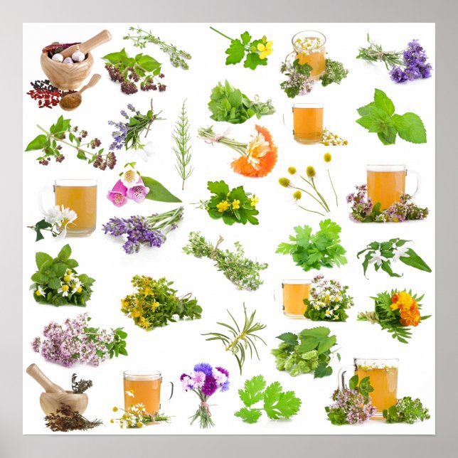 Póster Lista de plantas medicinales tradicionales para la (Frente)
