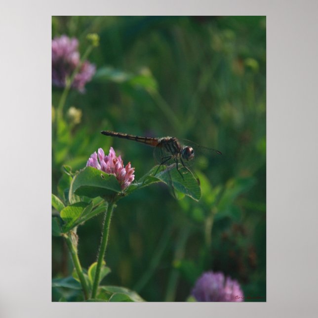 Póster Listo para volar - Poster de libélula (Frente)