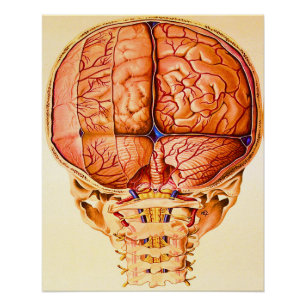 Póster Litografía De Base Cerebral Y Meninges