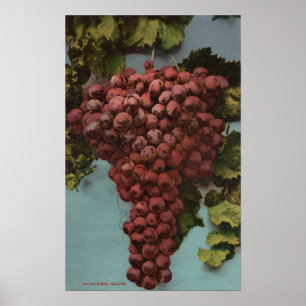 Póster Litografía de Chromo de la fruta de las uvas de