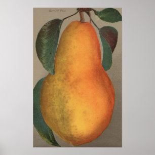 Póster Litografía de cromo de fruta de Pear de Bartlett