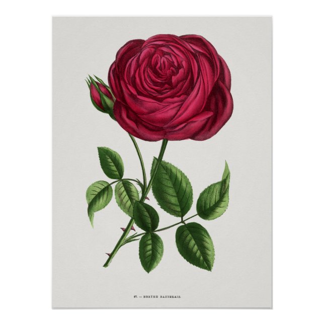 Póster Litografía de rosa antigua, François-Frédéric Grob (Anverso)