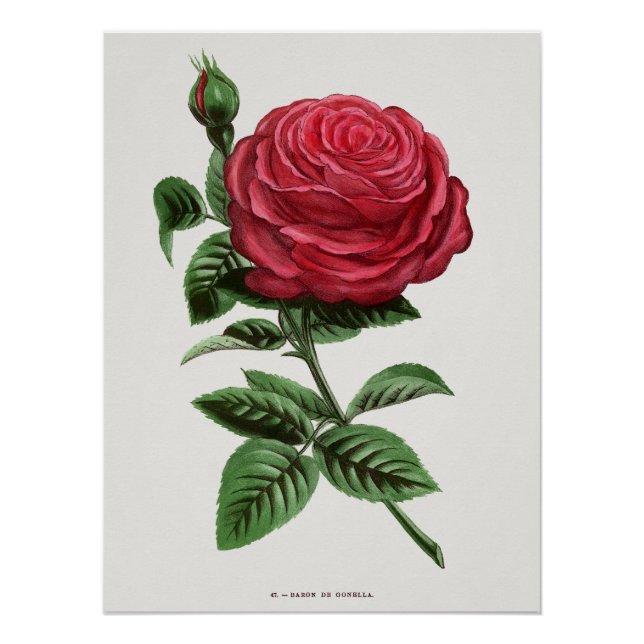 Póster Litografía de rosa antigua, François-Frédéric Grob (Anverso)