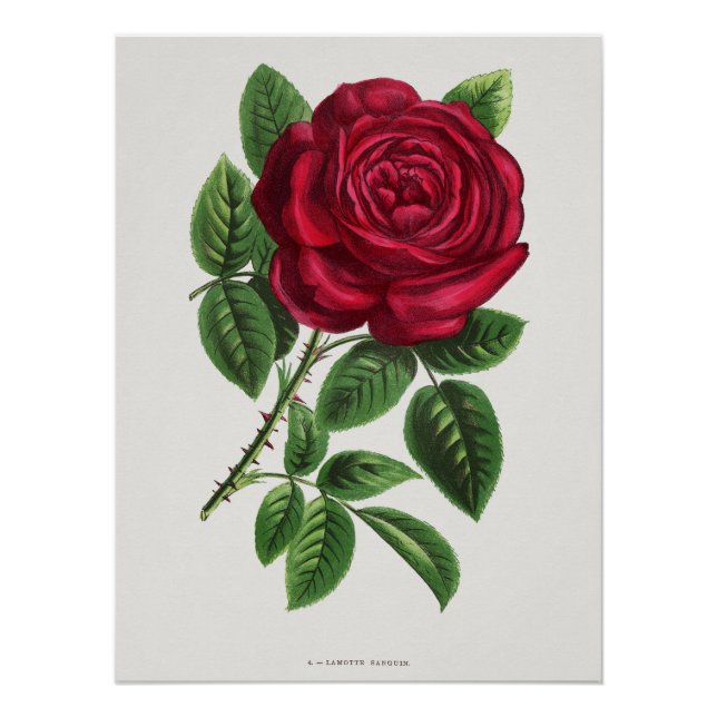 Póster Litografía de rosa antigua, François-Frédéric Grob (Anverso)
