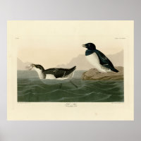 Little Auk (Dovekie) - Los pájaros de América de A