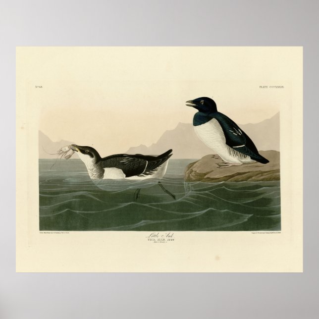 Póster Little Auk (Dovekie) - Los pájaros de América de A (Frente)