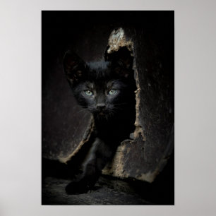 Póster Little Black Kitty