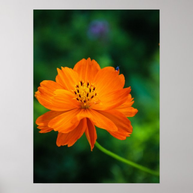 Póster Little Blue Bug (Frente)