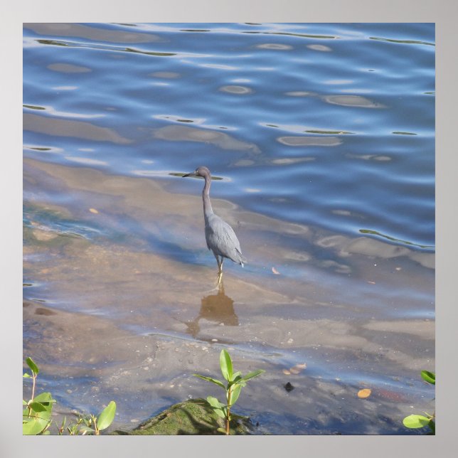 Póster Little Blue Heron (Frente)