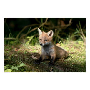 Póster Little Cub Red Fox